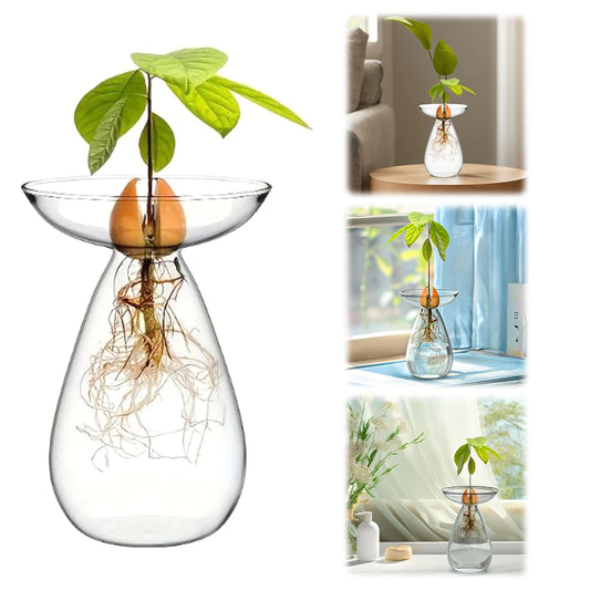 Avocado Seed Starter Vase Transparent Avocado Hydroponic Vase Plant Propagation Station Gardening Lovers Home Decor